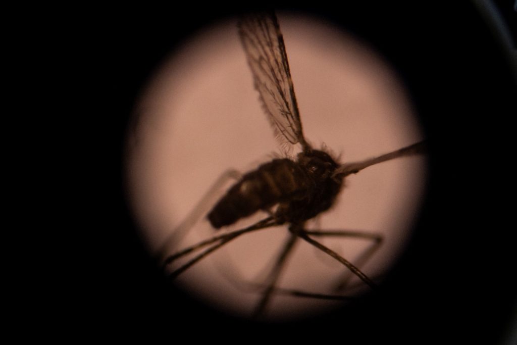 Malária volta aos EUA após 20 anos em meio à onda de calor
