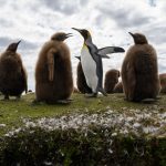 Mínimas menores que nas Malvinas no início do inverno climático