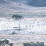 Sábado começou congelante no Sul do Brasil