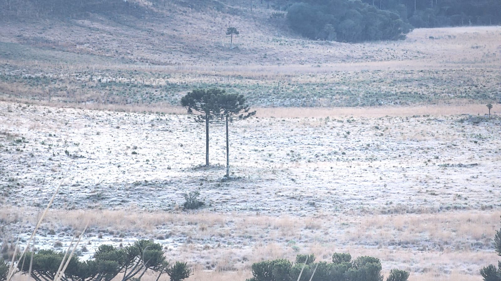 <span class="entry-title-primary">Sábado começou congelante no Sul do Brasil</span> <h2 class="entry-subtitle">Ciclone extratropical impulsionou a chegada do ar polar até o centro do país com amanhecer gelado em diversos estados brasileiros</h2>