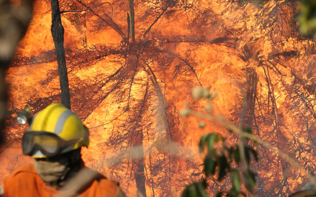 Cerrado teve o pior junho de queimadas desde 2010 Especialistas consideram o bioma como o mais ameaçado do Brasil no momento com desmatamento acelerado