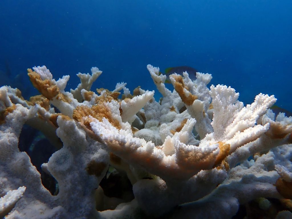 Temperatura do mar atinge absurdos 38ºC no Sul da Flórida