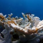 Temperatura do mar atinge absurdos 38ºC no Sul da Flórida