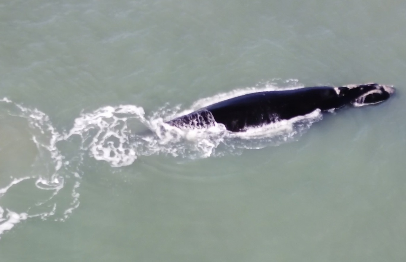 <span class="entry-title-primary">Baleias dão espetáculo no Litoral Norte gaúcho; veja vídeo</span> <h2 class="entry-subtitle">Inverno marca a época do ano em que as baleias deixam a região antártica e buscam as águas mais quentes junto ao litoral brasileiro </h2>