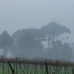 Julho começa com inversão térmica, nevoeiro e neblina