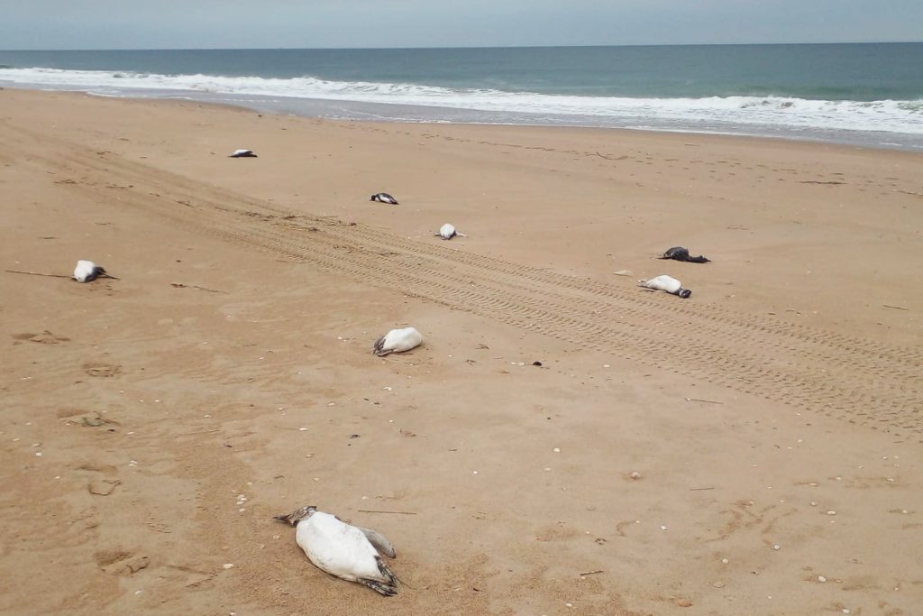 Ciclone pode ter causado a morte de milhares de pinguins na costa