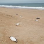 Ciclone pode ter causado a morte de milhares de pinguins na costa