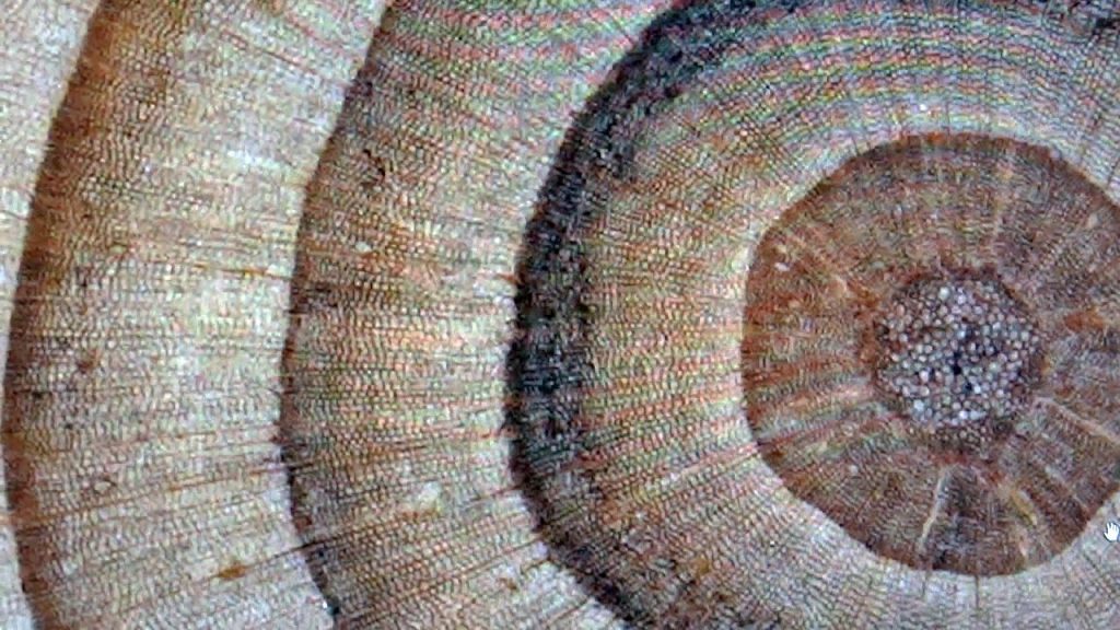 Anéis de árvores confirmam maior aquecimento em ao menos 1200 anos