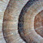 Anéis de árvores confirmam maior aquecimento em ao menos 1200 anos