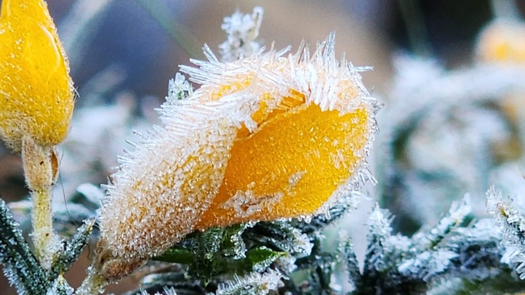 Galeria de fotos: as imagens do frio no Sul do Brasil neste sábado