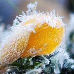 Galeria de fotos: as imagens do frio no Sul do Brasil neste sábado