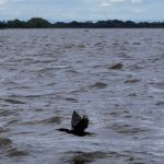 Nível do Guaíba volta a se aproximar do pico máximo da cheia