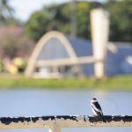 Minas Gerais registra 43ºC, Belo Horizonte tem 38,6ºC e calor aumentará