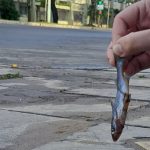 Peixes vão parar no Centro de Porto Alegre com a enchente do Guaíba