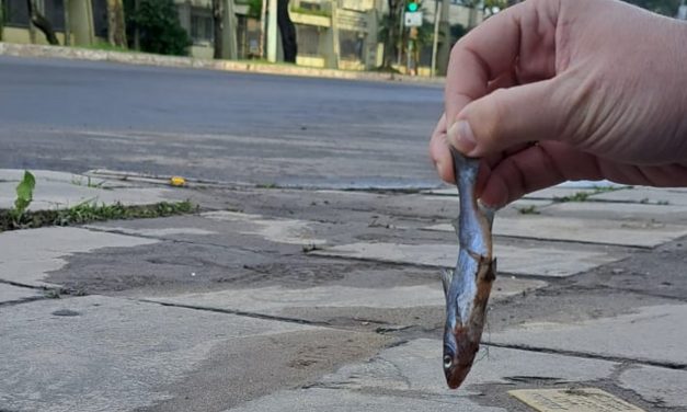 Peixes vão parar no Centro de Porto Alegre com a enchente do Guaíba