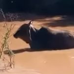 Animais são resgatados nas enchentes do Rio Grande do Sul