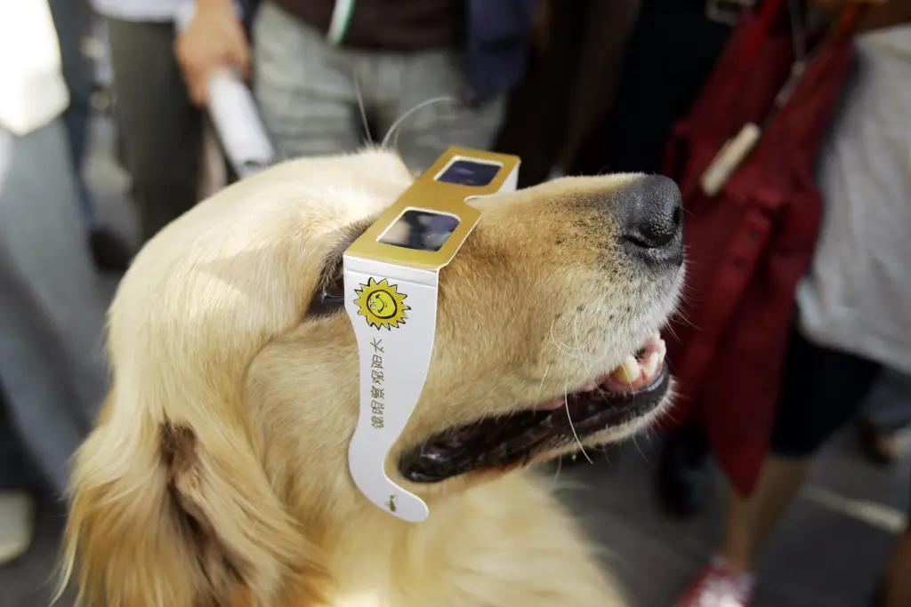 Veja como um eclipse solar interfere no comportamento dos animais