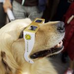 Veja como um eclipse solar interfere no comportamento dos animais