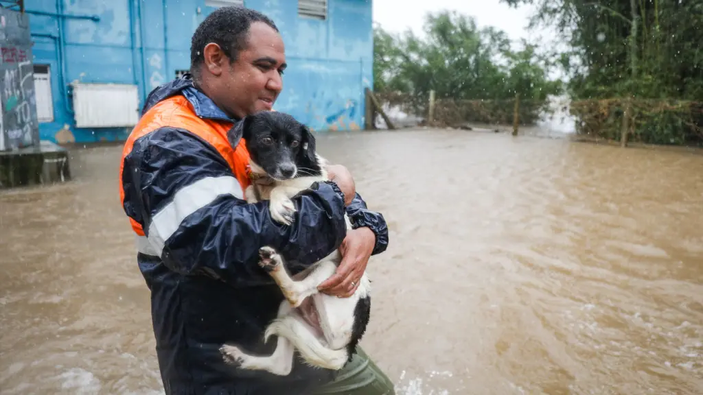 Fotos: as comoventes imagens dos resgates de animais na enchente