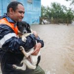 Fotos: as comoventes imagens dos resgates de animais na enchente