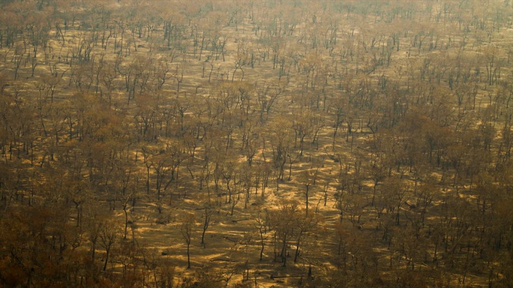 Fotos: o pior novembro de fogo na história do Pantanal