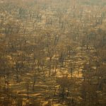 Fotos: o pior novembro de fogo na história do Pantanal