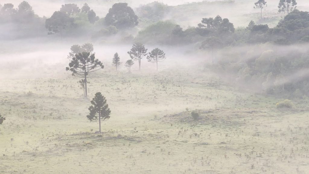 Fotos: frio de inverno cobre campos de gelo em pleno novembro no Sul