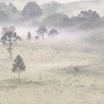 Fotos: frio de inverno cobre campos de gelo em pleno novembro no Sul