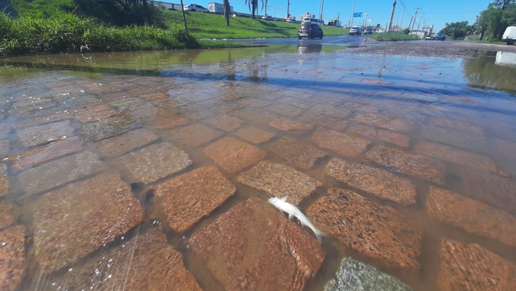 Com comportas abertas, Guaíba invade Porto Alegre com peixes nas ruas