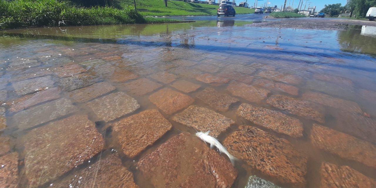 <span class="entry-title-primary">Com comportas abertas, Guaíba invade Porto Alegre com peixes nas ruas</span> <h2 class="entry-subtitle">Nível do Guaíba estava em 3,05 metros no meio da manhã no que é a terceira maior cheia dos últimos 80 anos </h2>