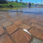 Com comportas abertas, Guaíba invade Porto Alegre com peixes nas ruas