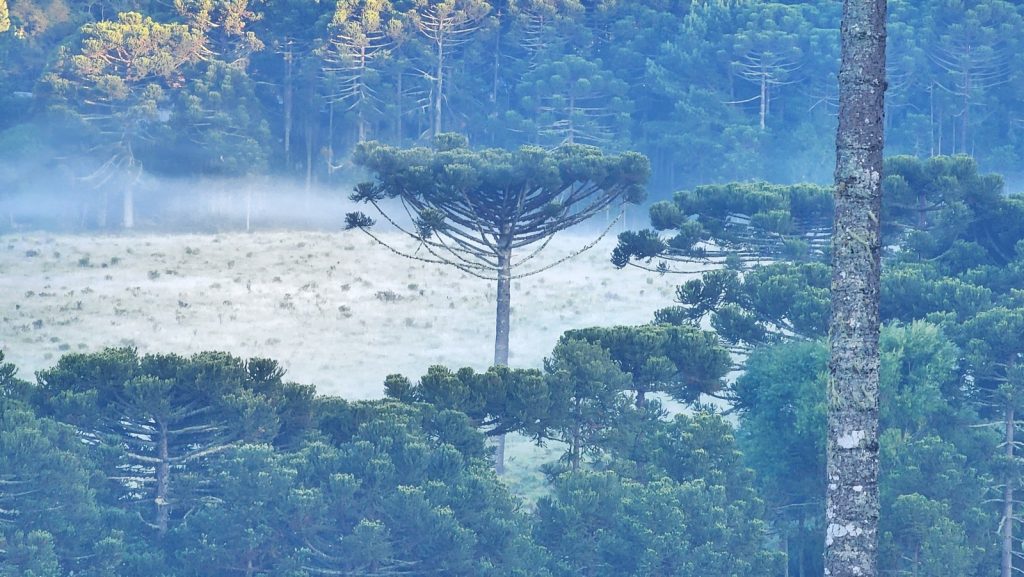 RS e SC com mais frio que a Patagônia no fim do ano; veja as mínimas