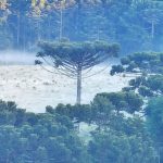 RS e SC com mais frio que a Patagônia no fim do ano; veja as mínimas