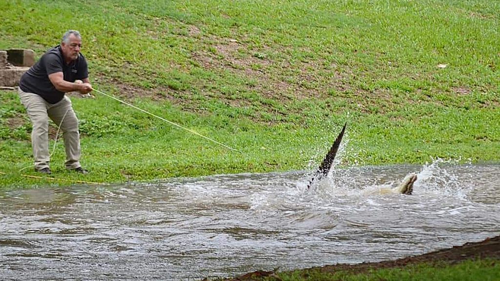 Crocodilos invadem cidades na Austrália após chuva recorde de 2000 mm