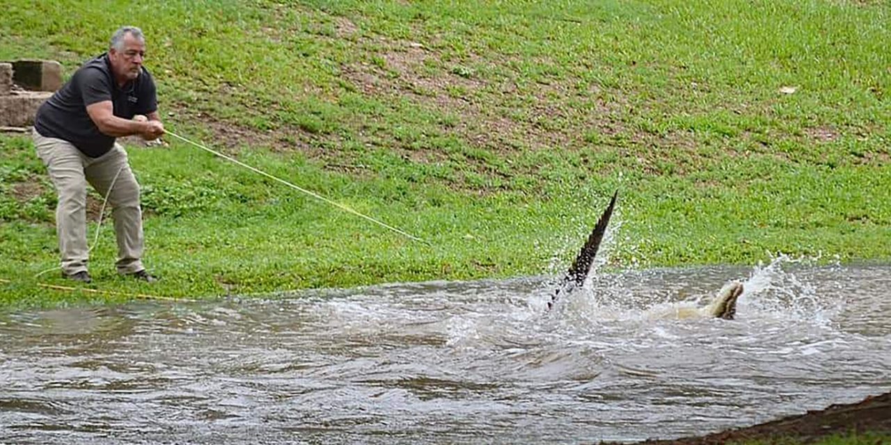 <span class="entry-title-primary">Crocodilos invadem cidades na Austrália após chuva recorde de 2000 mm</span> <h2 class="entry-subtitle">Norte e o Nordeste do estado australiano de Queensland registram vários recordes de chuva com precipitação extraordinária </h2>
