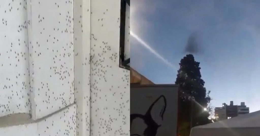 Infestação massiva provoca nuvens de mosquitos no céu de Buenos Aires