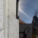 Infestação massiva provoca nuvens de mosquitos no céu de Buenos Aires