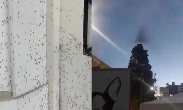 Infestação massiva provoca nuvens de mosquitos no céu de Buenos Aires