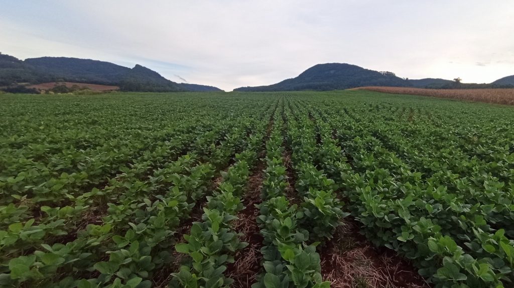 Chuva faz o campo respirar no período mais crítico da safra