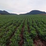 Chuva faz o campo respirar no período mais crítico da safra