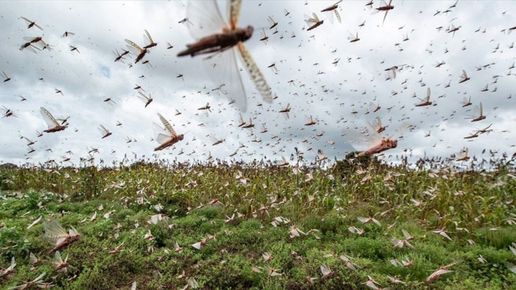 Gafanhotos voltam a provocar alerta na Argentina anos após praga