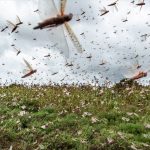 Gafanhotos voltam a provocar alerta na Argentina anos após praga