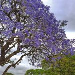 Previsão do tempo: domingo de sol, nuvens e chuva em menos lugares