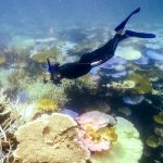 Grande Barreira de Corais da Austrália sofre branqueamento recorde