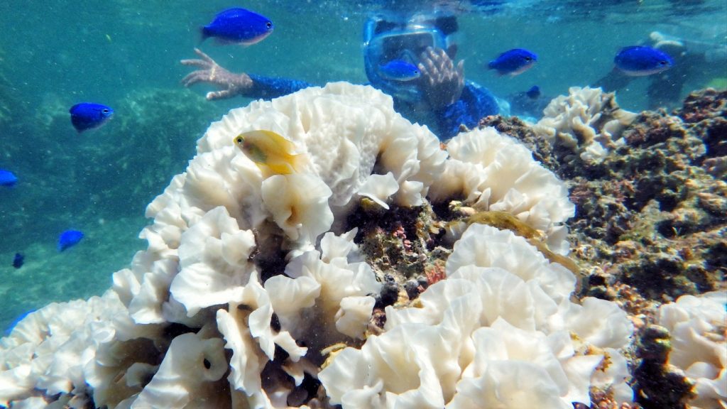 Entenda o evento global de branqueamento em massa de corais