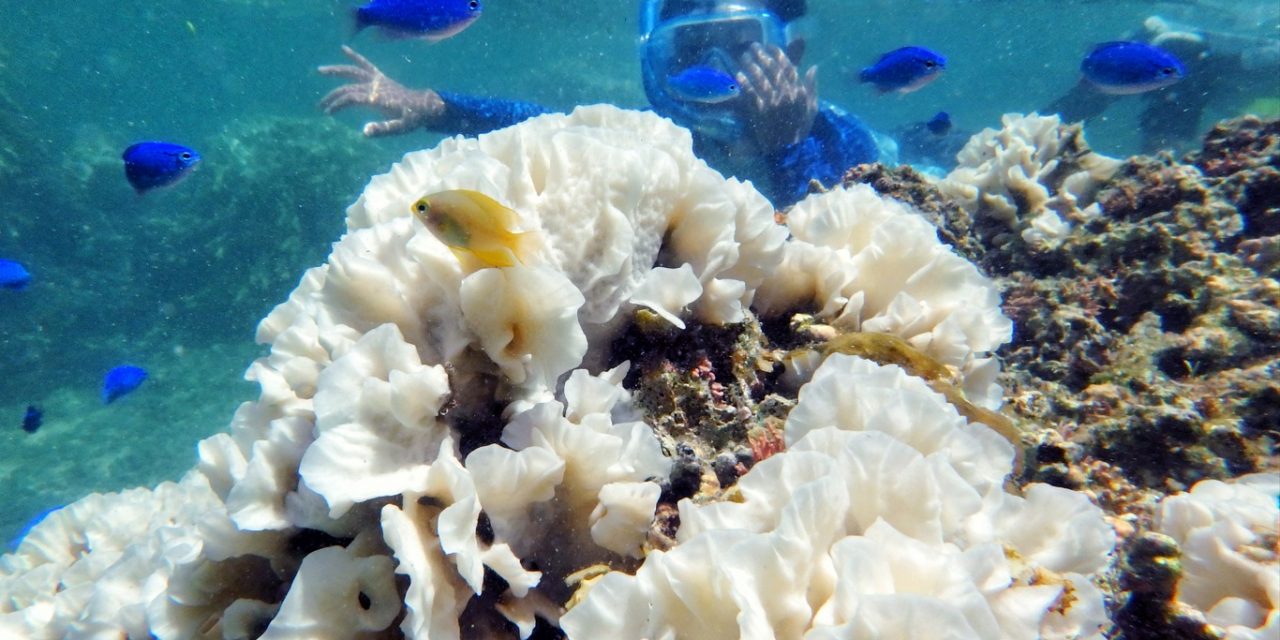 <span class="entry-title-primary">Entenda o evento global de branqueamento em massa de corais</span> <h2 class="entry-subtitle">Agência de clima e oceanos dos Estados Unidos declarou nesta semana estar ocorrendo um evento maciço e mundial de branquamento de corais </h2>