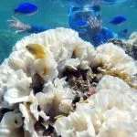Entenda o evento global de branqueamento em massa de corais