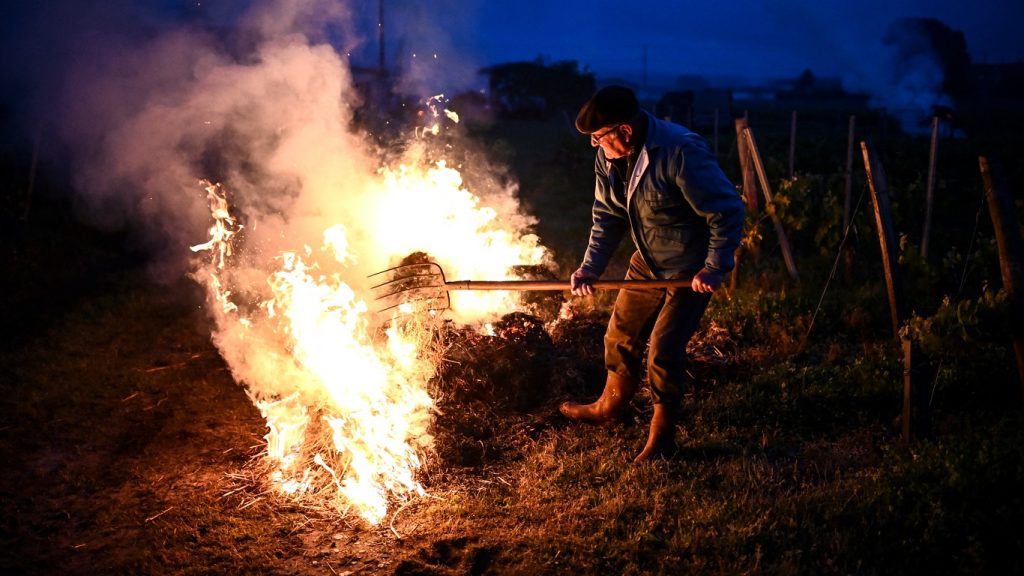 Onda de frio intensa e tardia ameaça produção de vinho na França