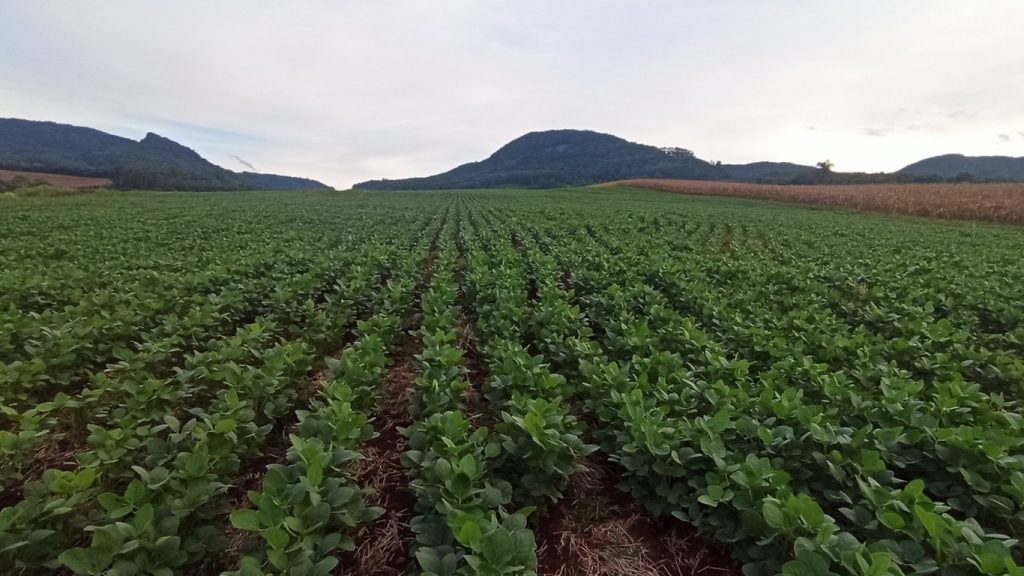 Chuva frequente em abril complica avanço da colheita da safra