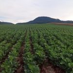 Chuva frequente em abril complica avanço da colheita da safra